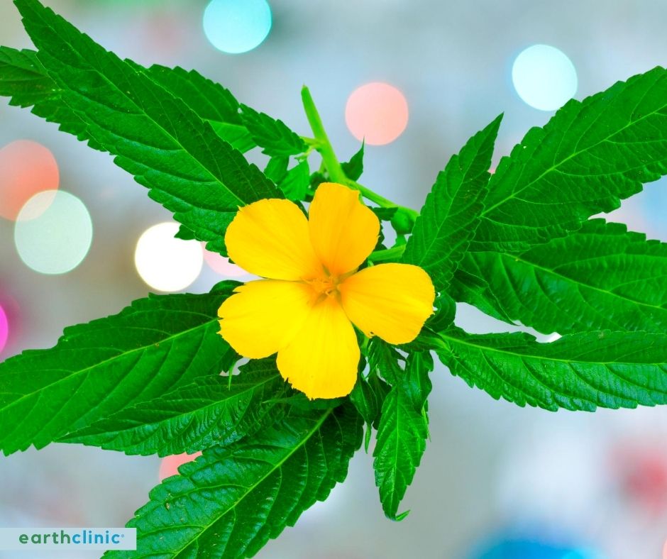 Damiana Health Benefits